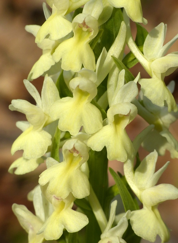 Dactylorhiza romana e prime fioriture tra Lazio e Campania - marzo 2023.